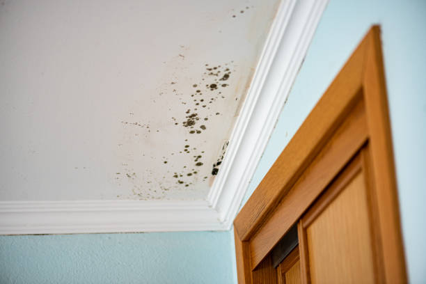 Environmental Consulting for Mold Prevention in Homosassa, FL